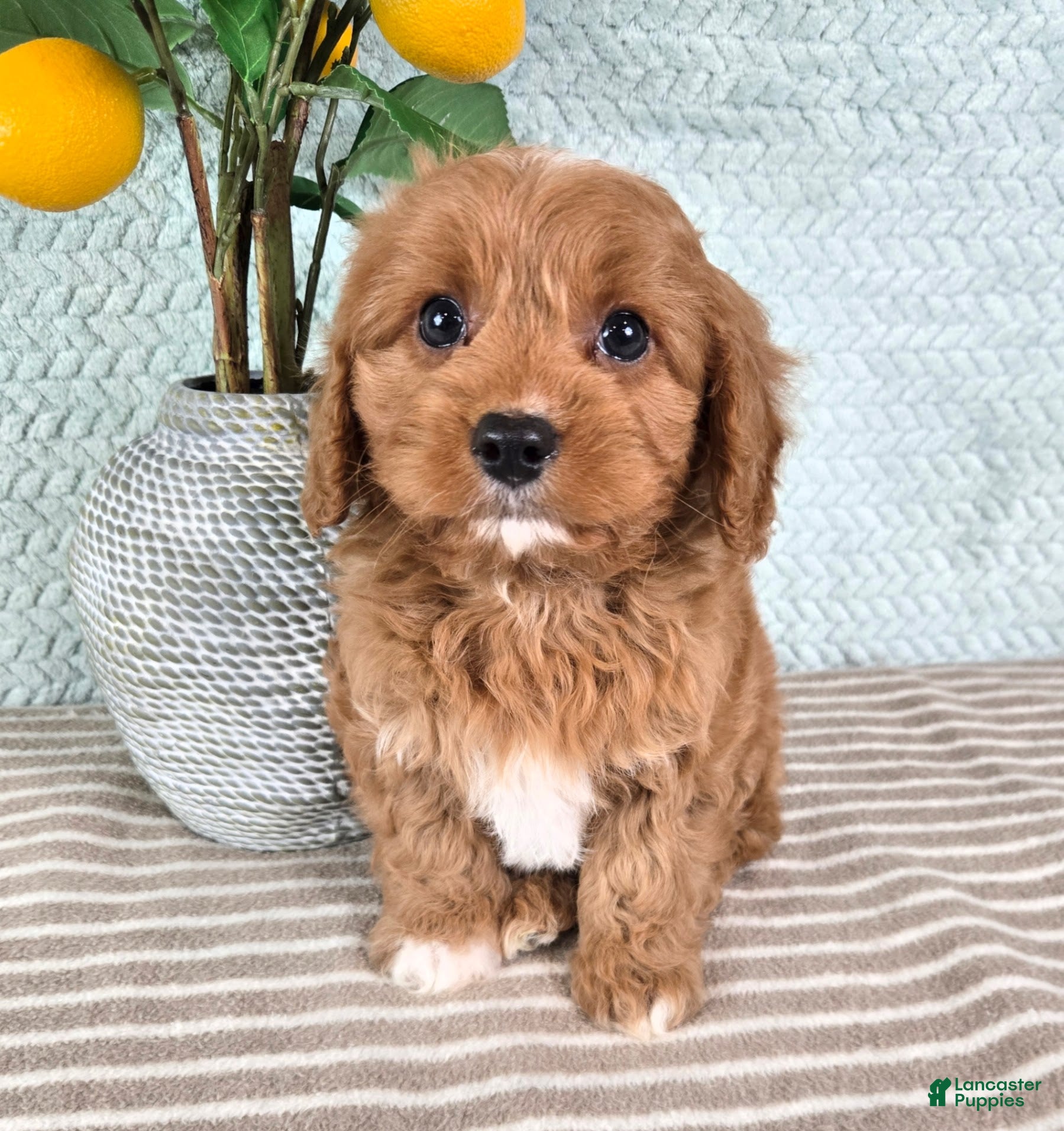 Cavapoo dogs Cosmo - Ad 3