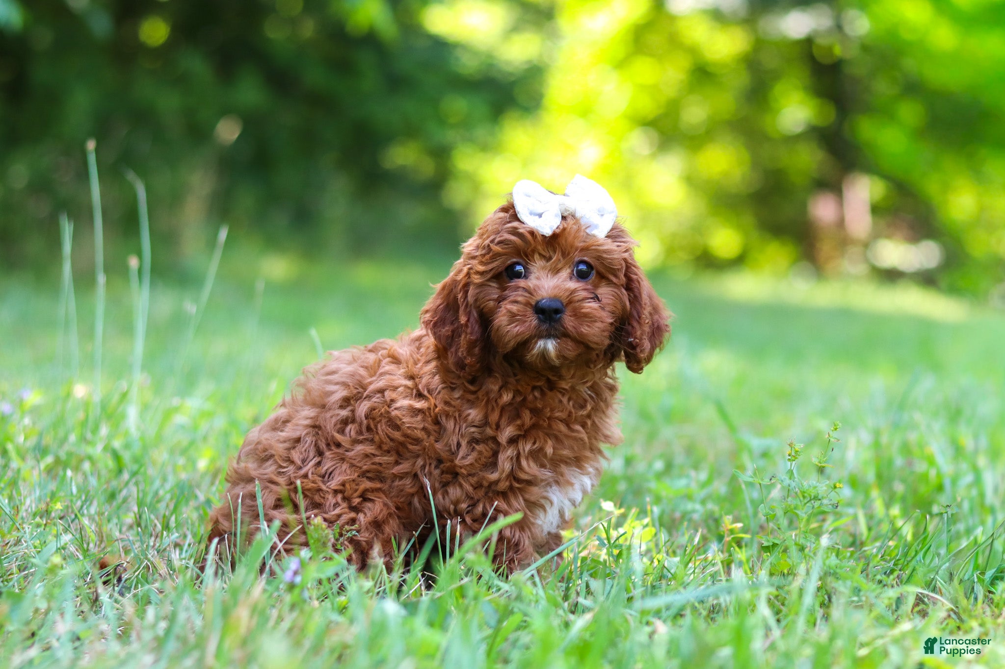 Cavapoo dogs Viney - Ad 2