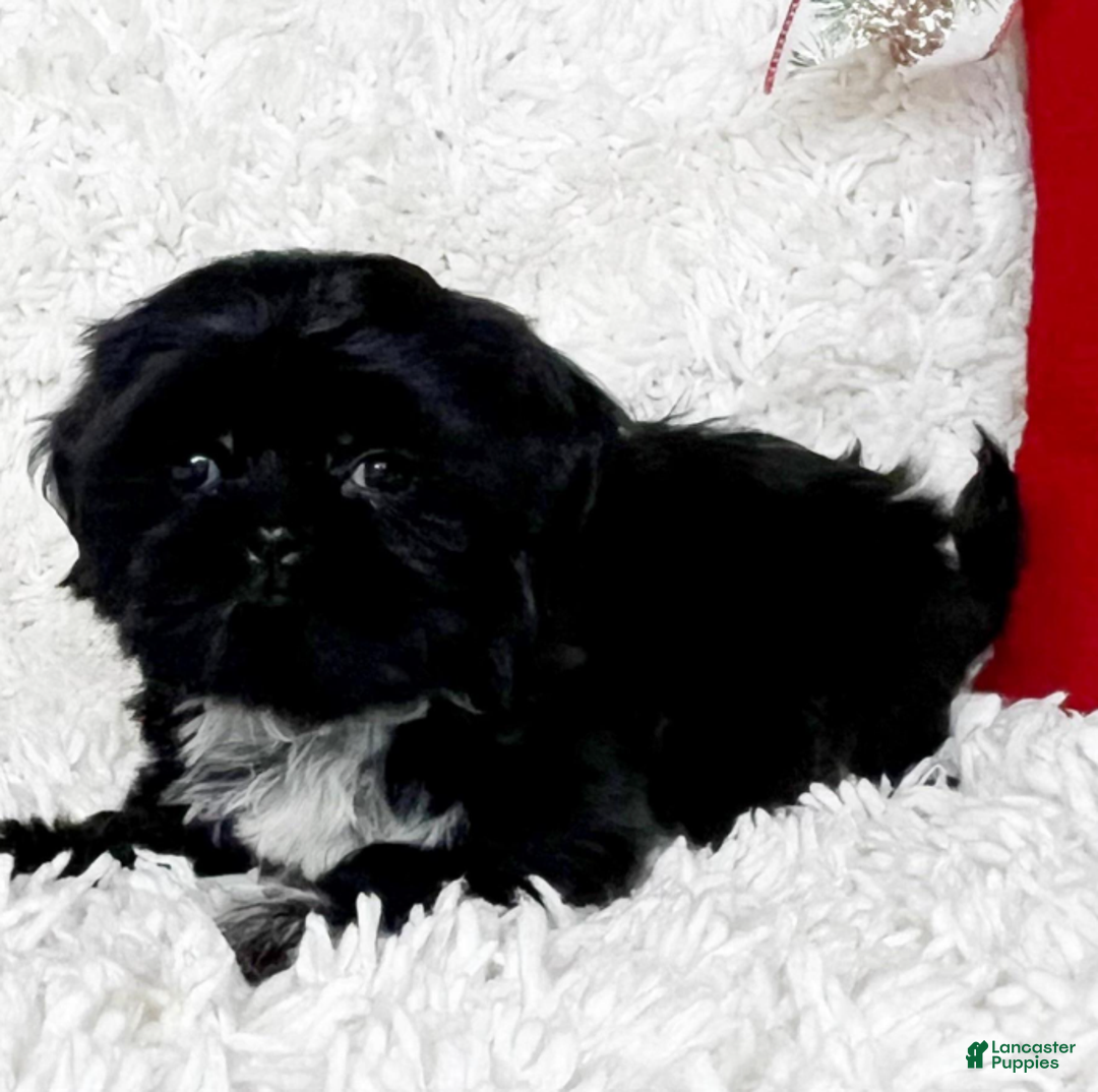 Shih Tzu dogs for sale: Lennox - Ad 3
