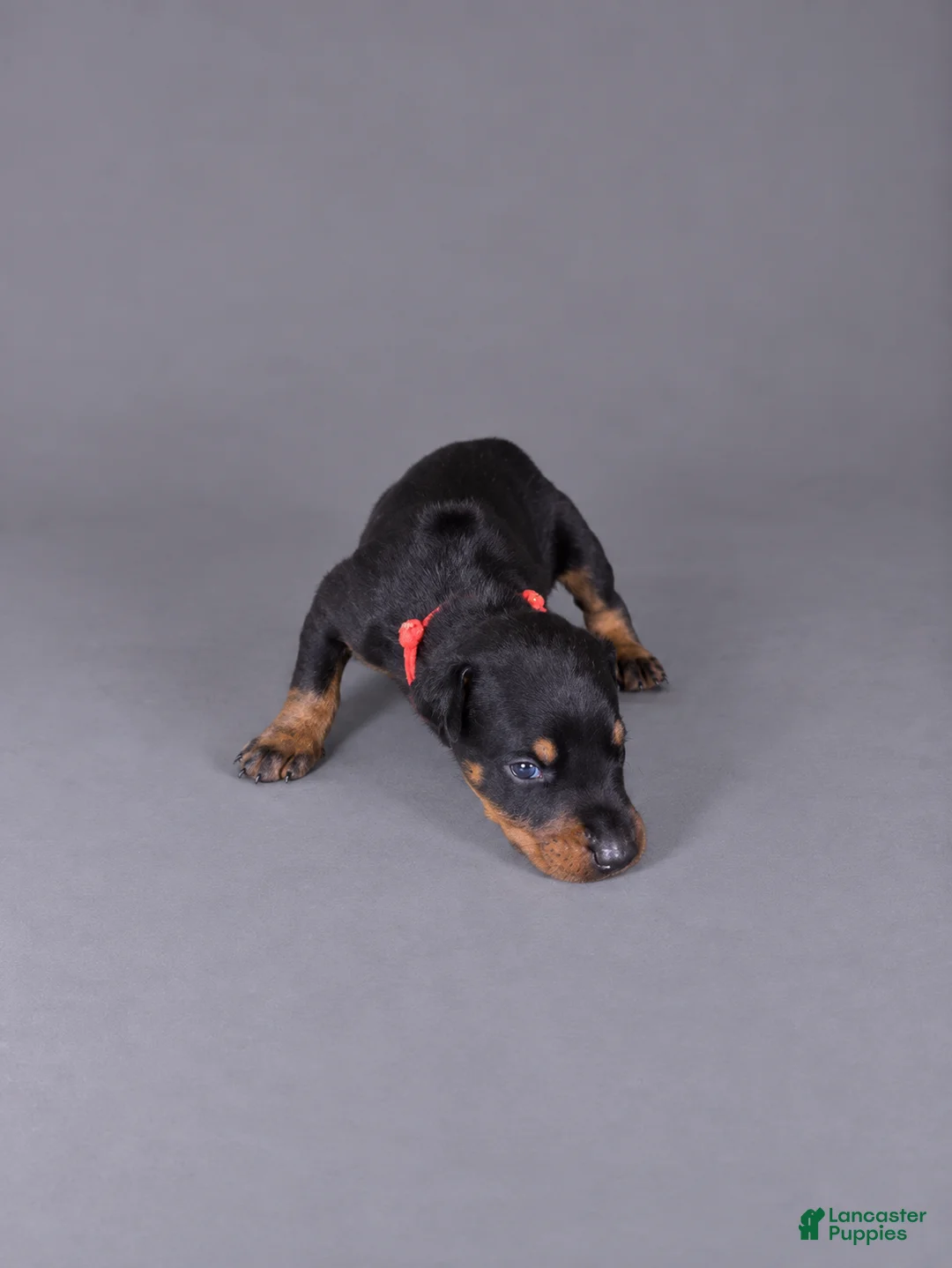 Doberman Pinscher dogs for sale: Jorah - Ad 2