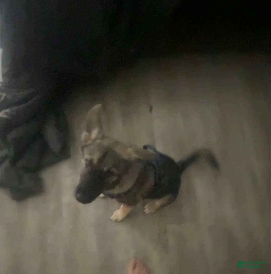 German Shepherd dogs for sale: Athena - Ad 1