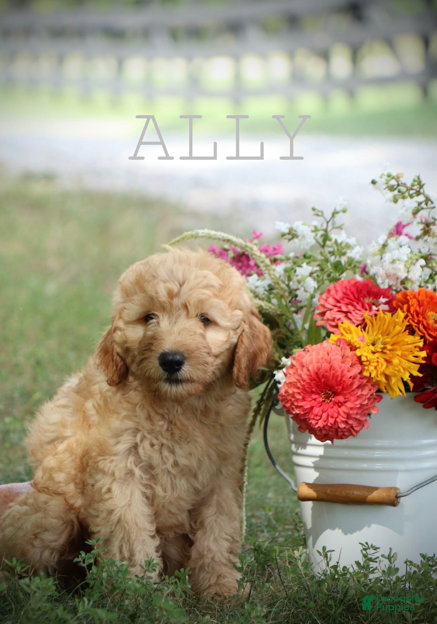 Mini Goldendoodle dogs Ally - Ad 1