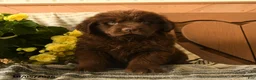 Newfoundland dogs for sale: Mint - Ad 1