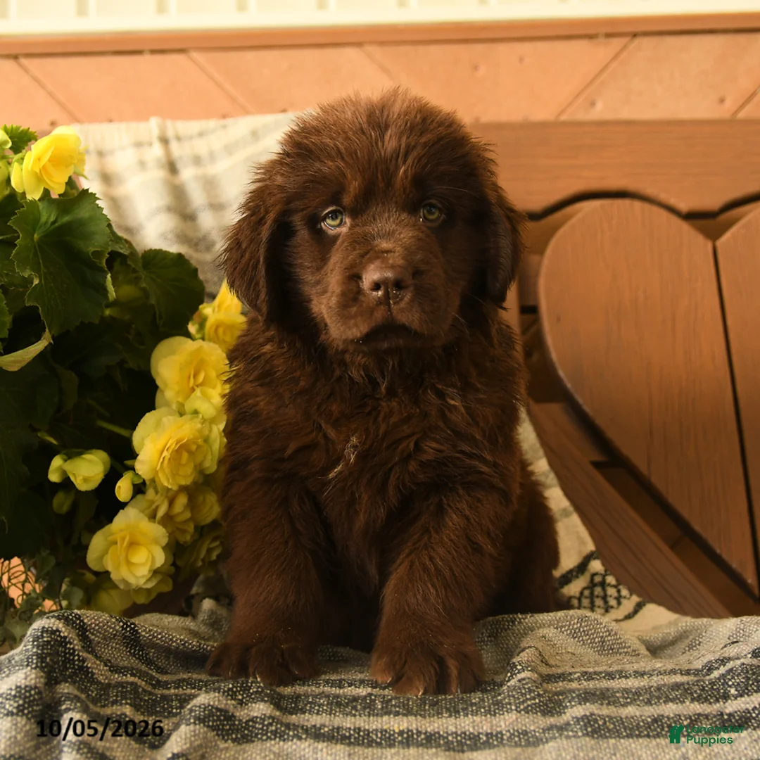 Newfoundland dogs for sale: Mint - Ad 1