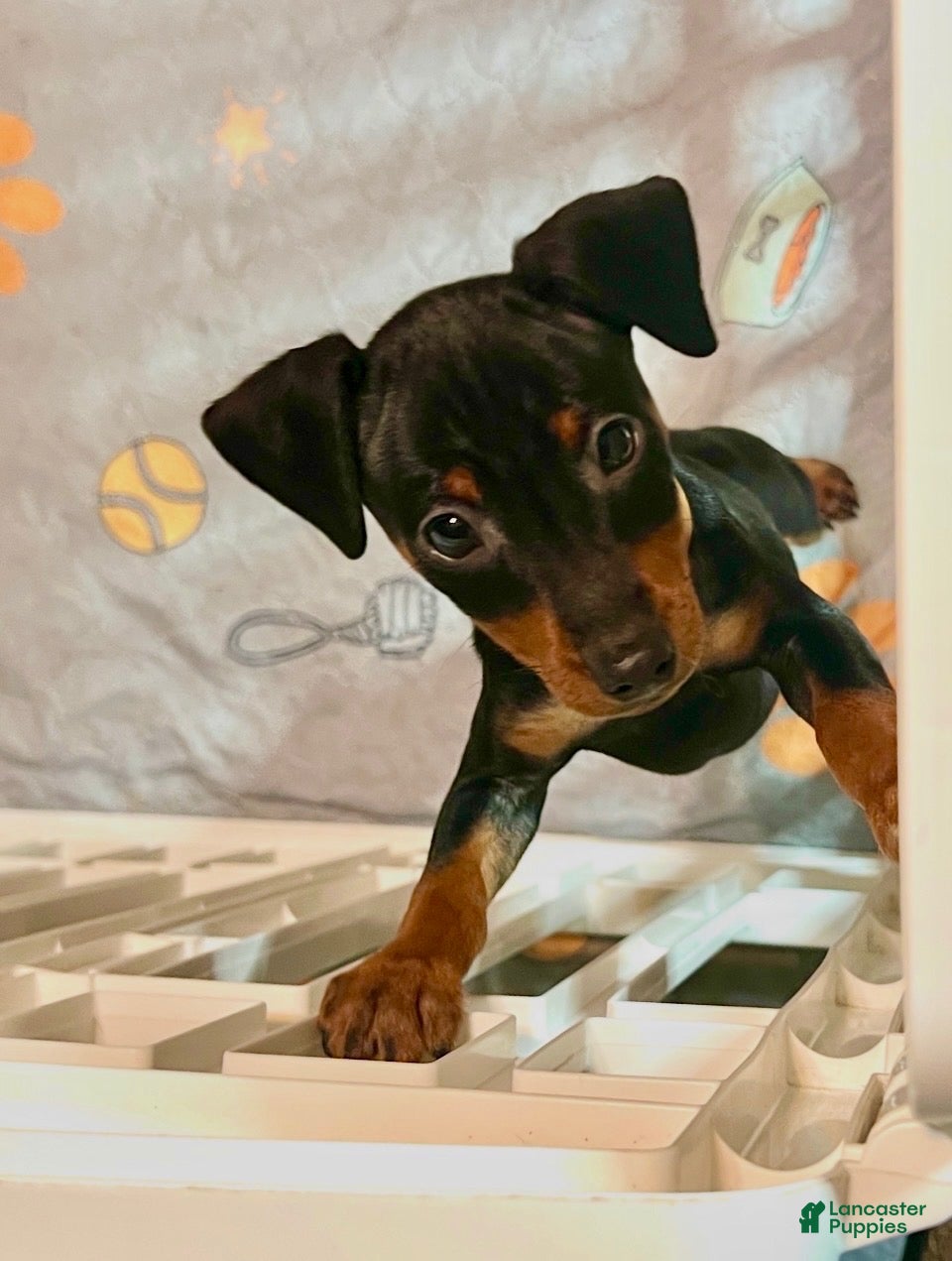 Miniature Pinscher dogs Ziggy II - Ad 9
