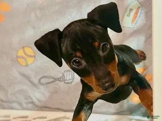 Miniature Pinscher dogs Ziggy II - Ad 9