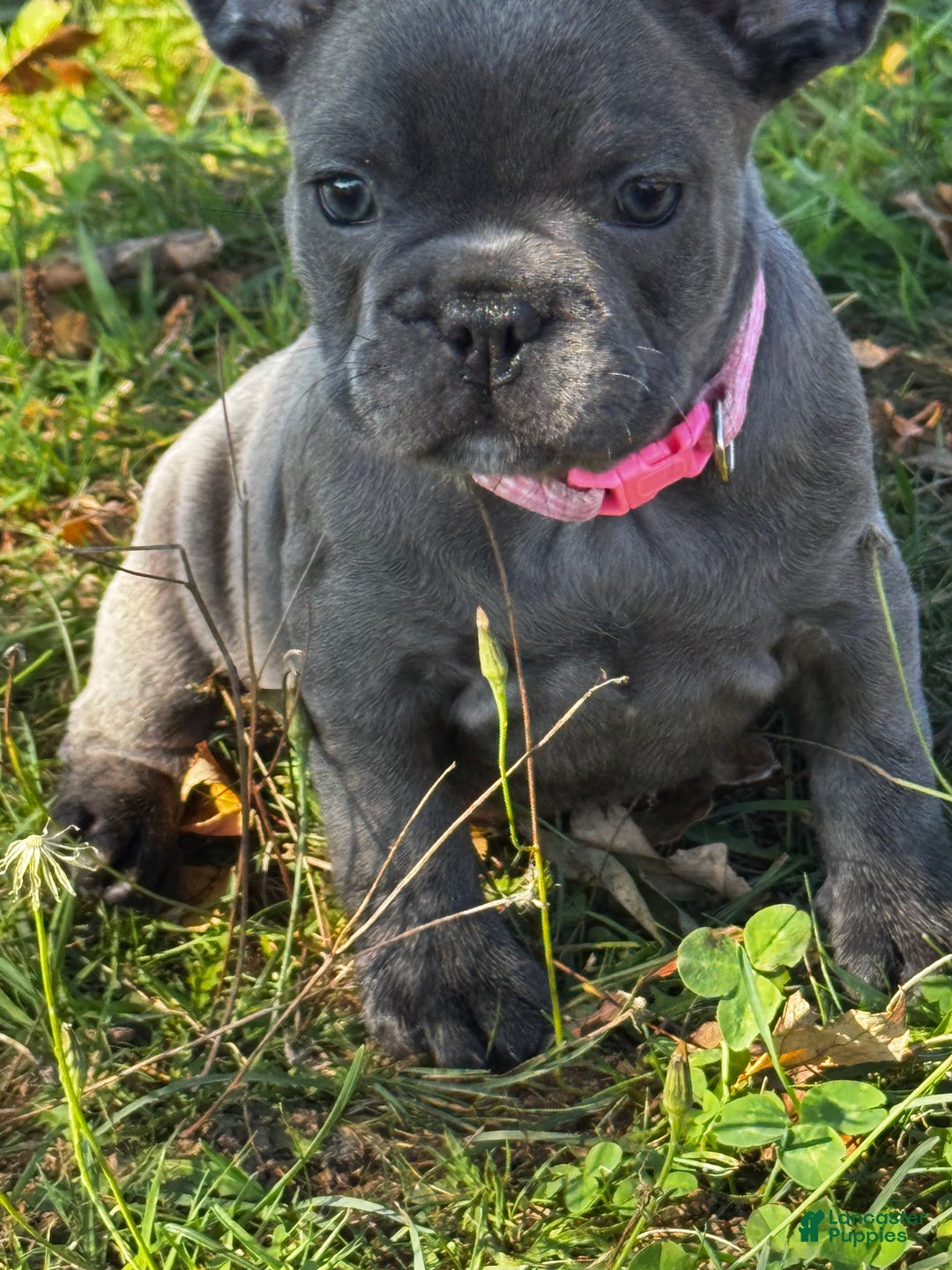 French Bulldog dogs for sale: French Bulldog Puppy 2 - Ad 2