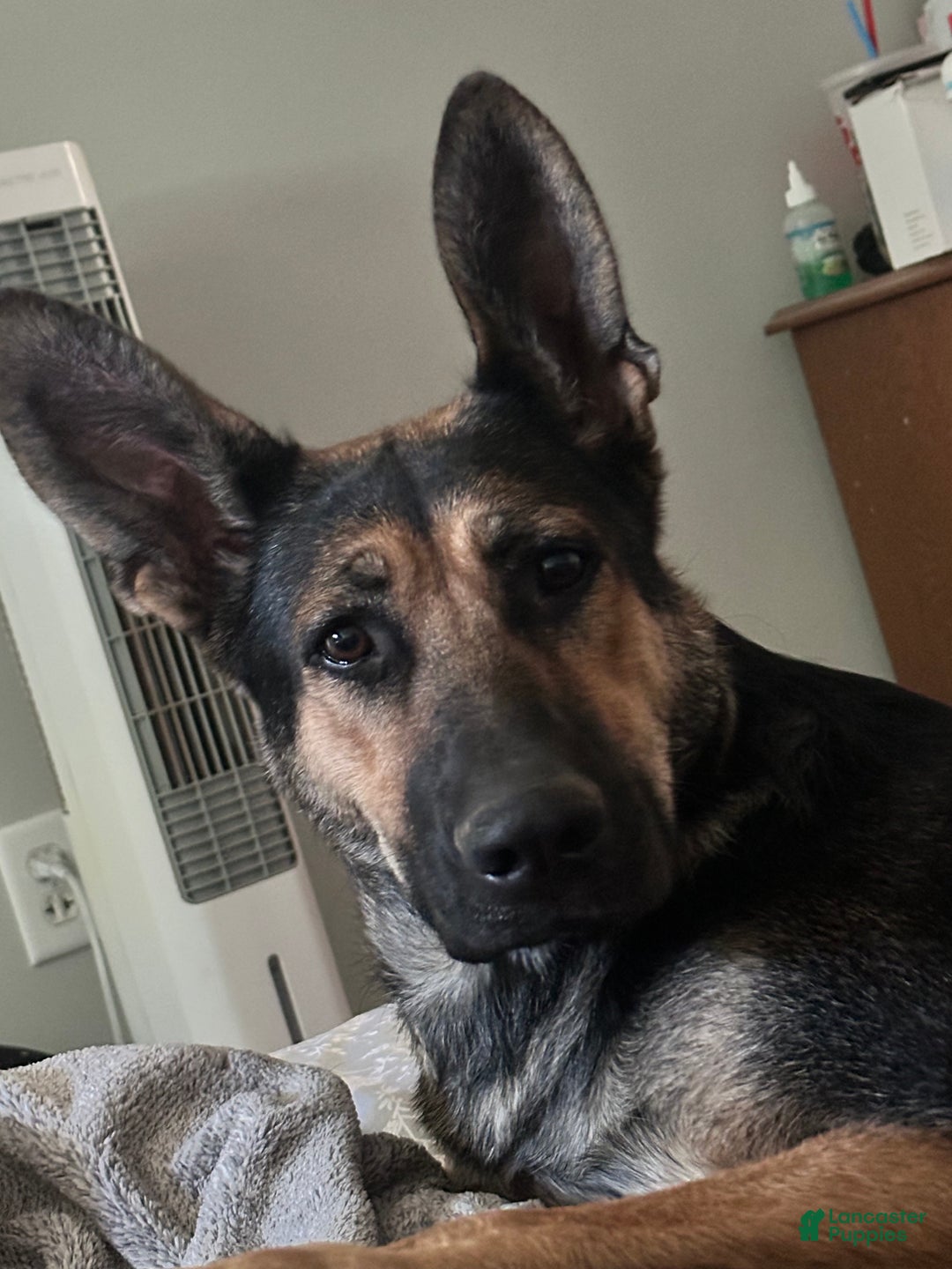 Mixed Breed dogs for sale: Mixed Breed Puppy 2 - Ad 2