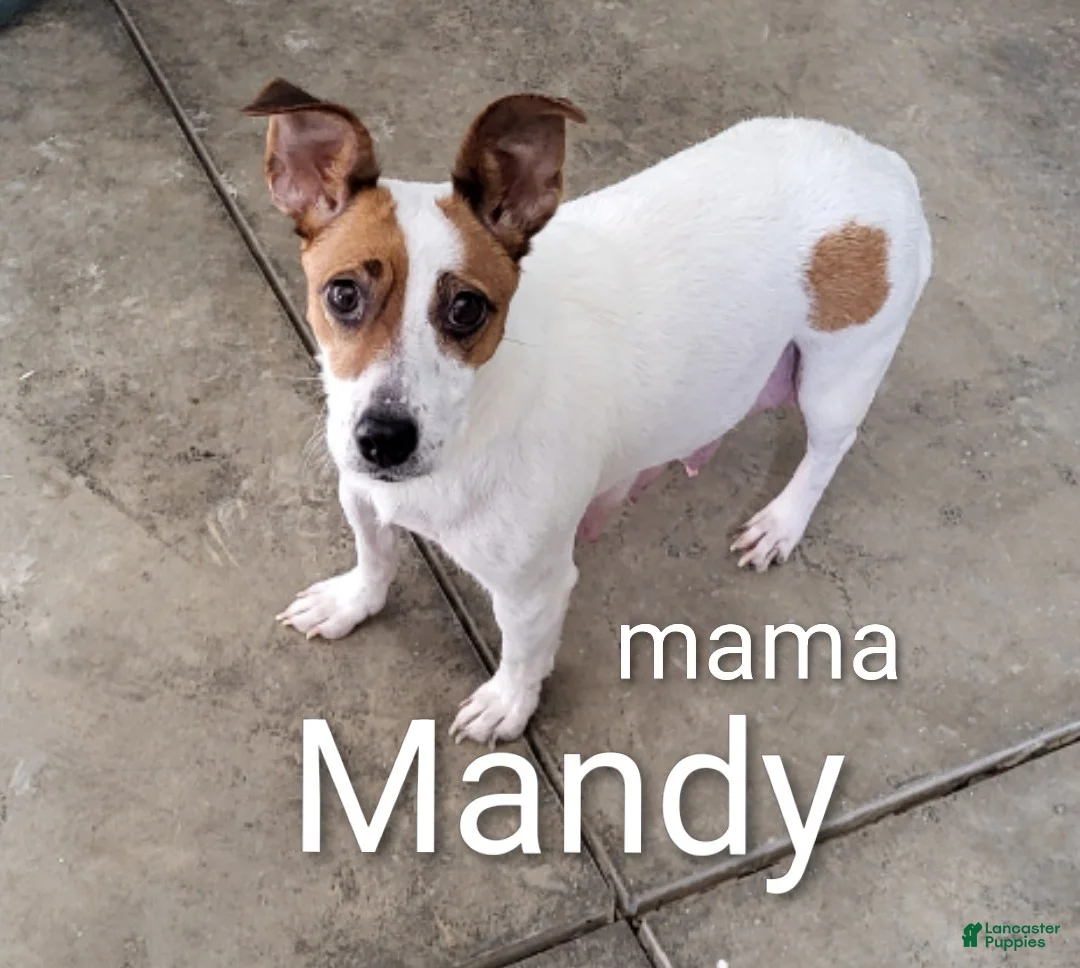 Jack Russell Terrier dogs for sale: Jack Russell Terrier Puppy 1 - Ad 2