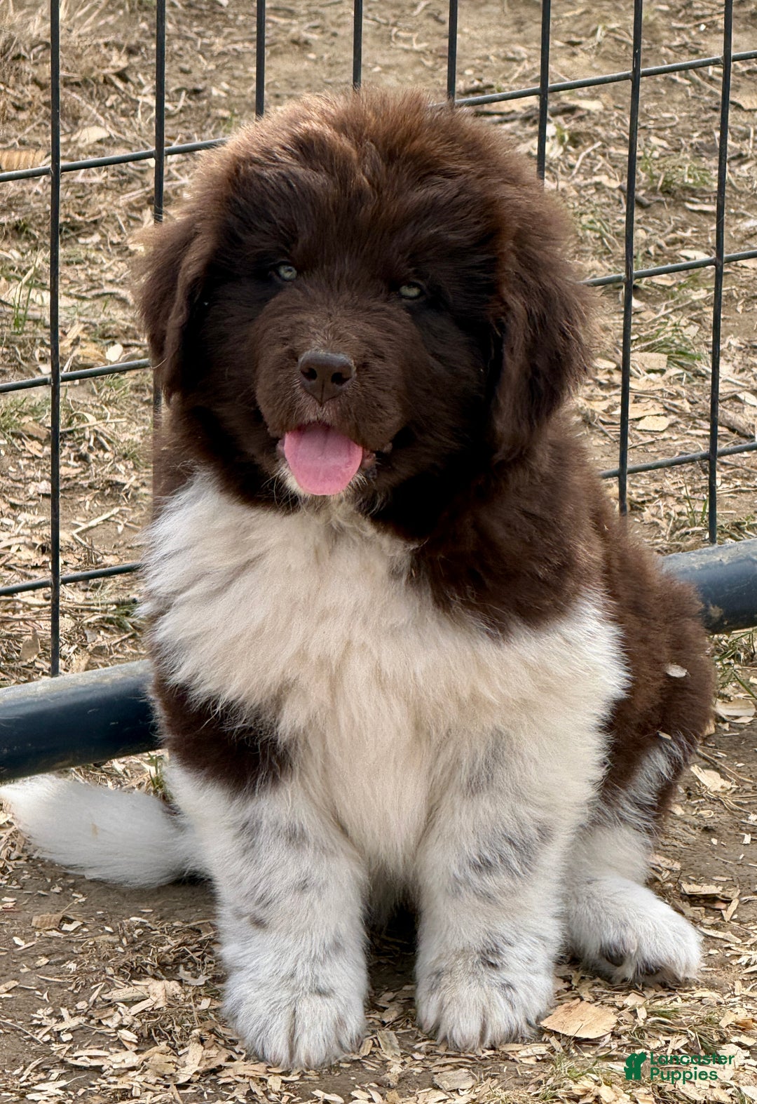 Newfoundland dogs for sale: Rudolph  - Ad 2