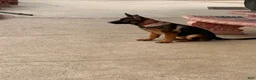 German Shepherd dogs for sale: Ruby - Ad 2