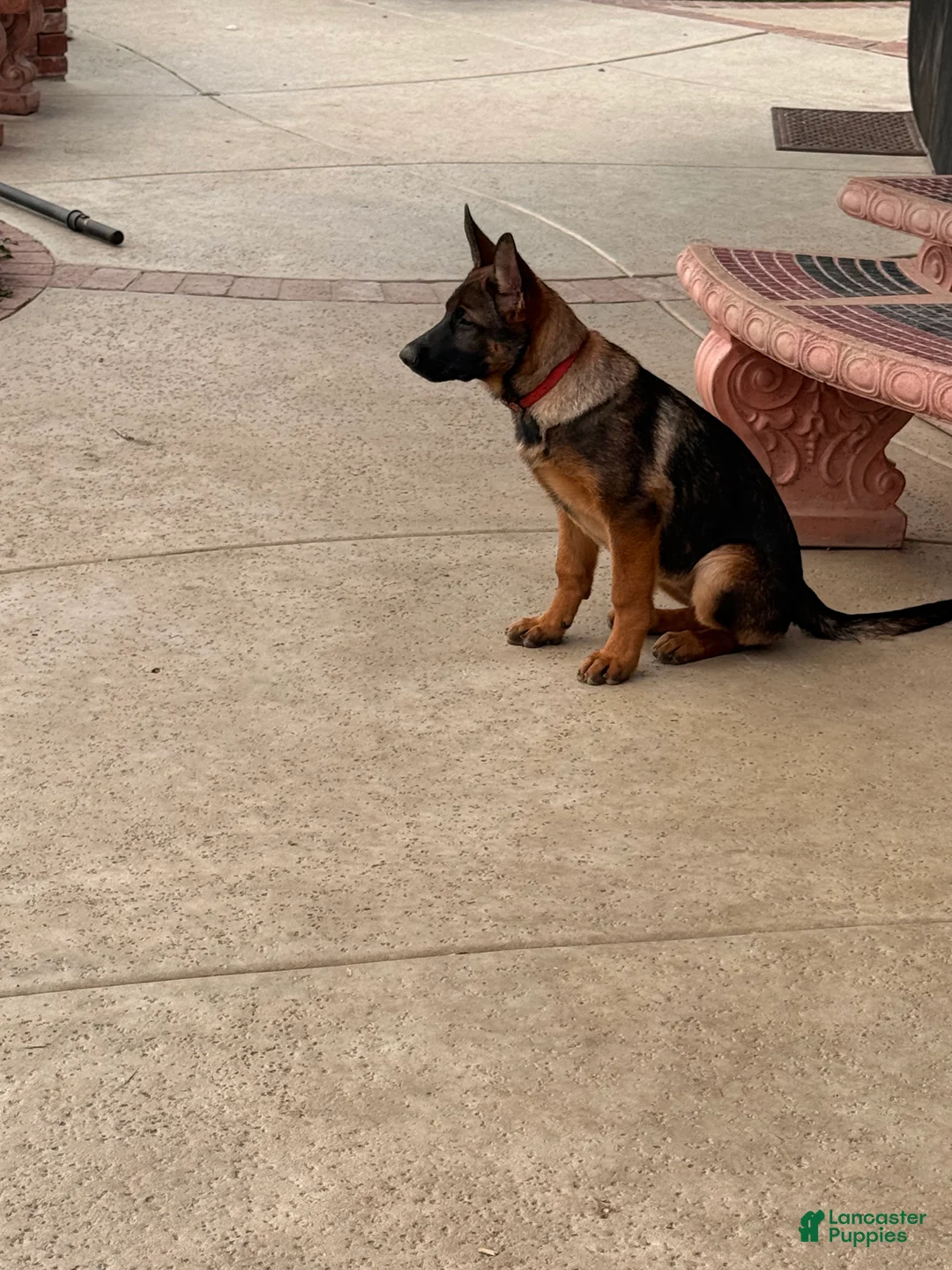 German Shepherd dogs for sale: Ruby - Ad 2