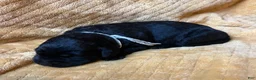 Labrador Retriever dogs for sale: Jackie - Ad 3