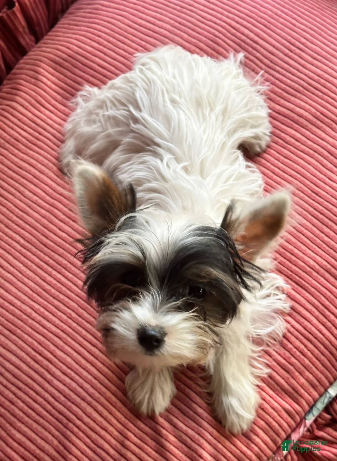 Yorkshire Terrier dogs for sale: Yorkshire Terrier Puppy 2 - Ad 2