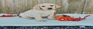 Tasha