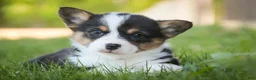 Welsh Corgi Pembroke dogs for sale: Olaf - Ad 10