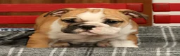 English Bulldog dogs for sale: Skye - Ad 5