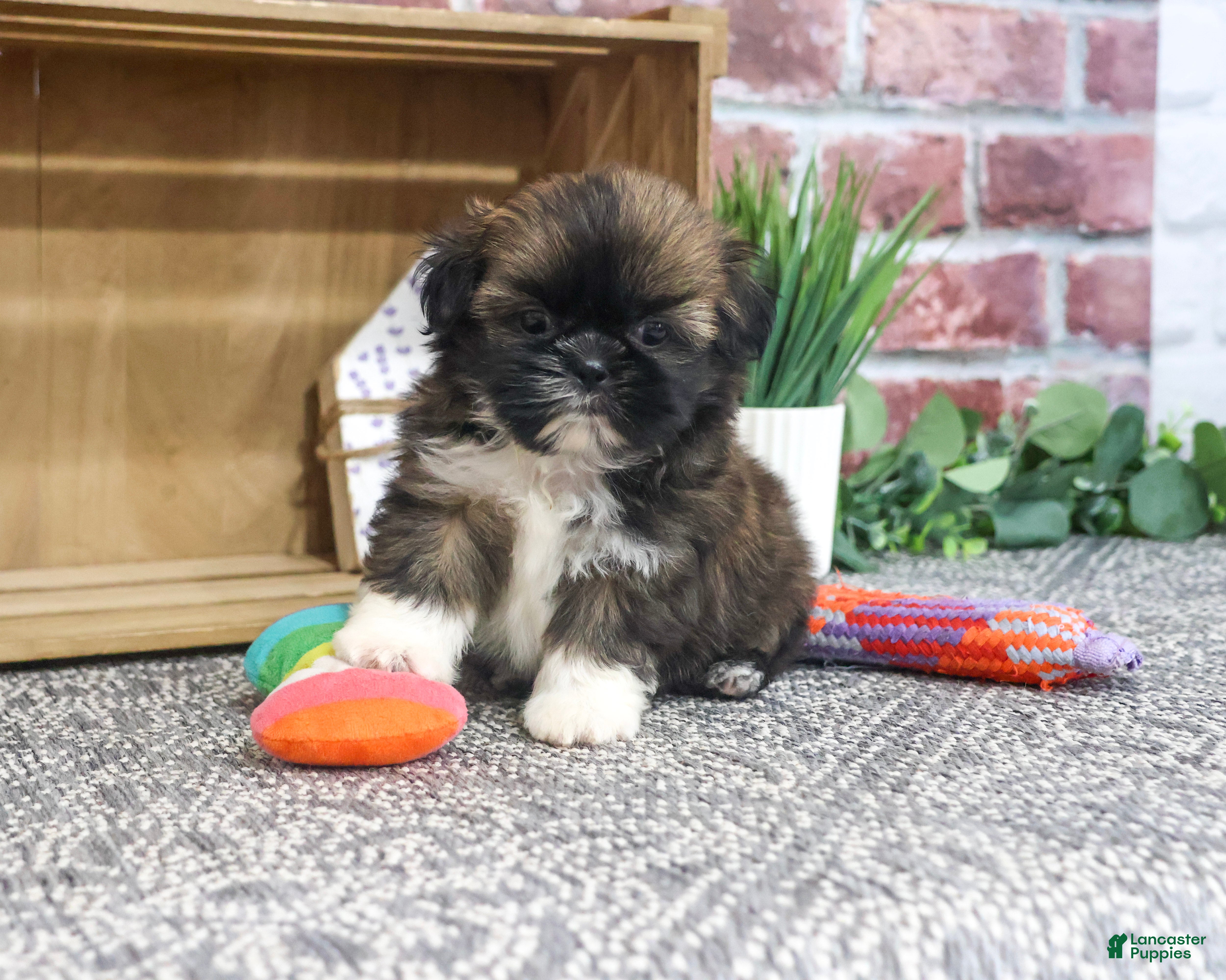 Shih Tzu dogs Hallie - Ad 13