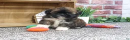 Shih Tzu dogs for sale: Hallie - Ad 1
