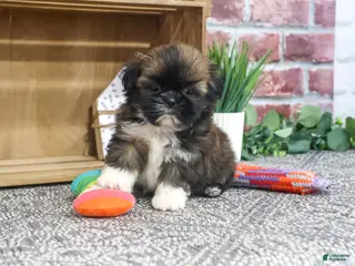 Shih Tzu dogs Hallie - Ad 8