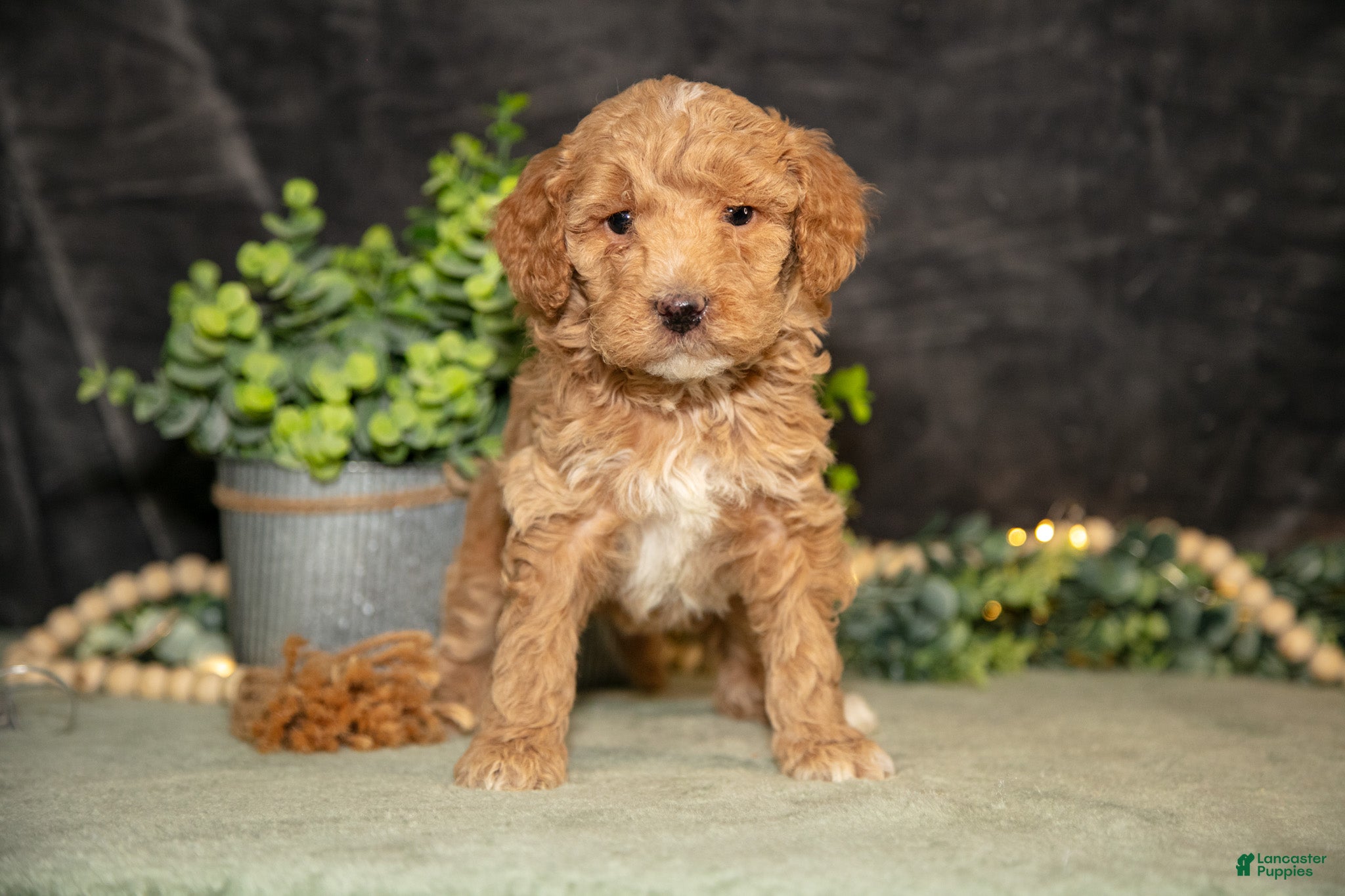Miniature Poodle dogs Kira - Ad 2