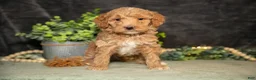 Miniature Poodle dogs for sale: Kira - Ad 2