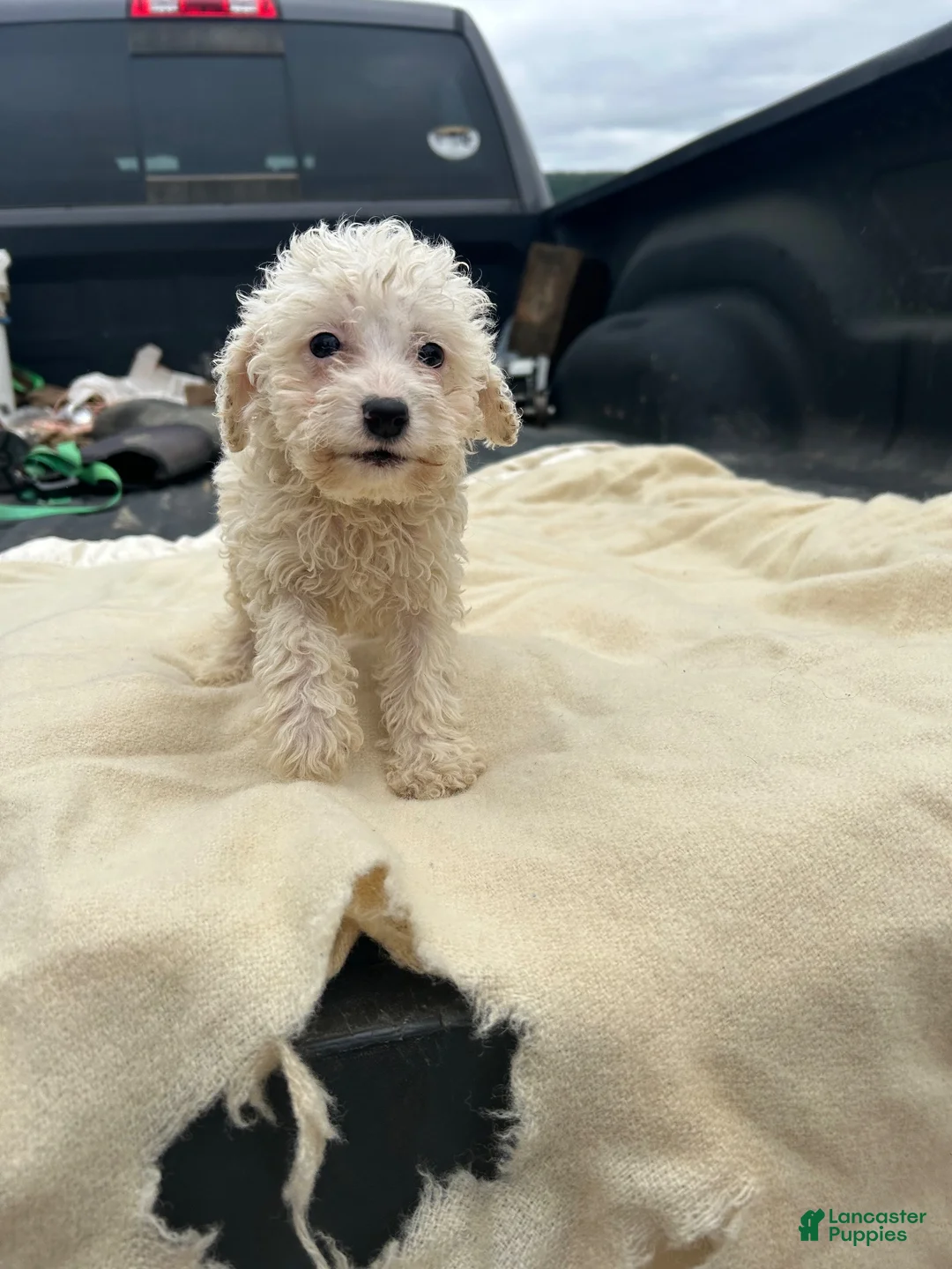 Miniature Poodle dogs for sale: Josh - Ad 7