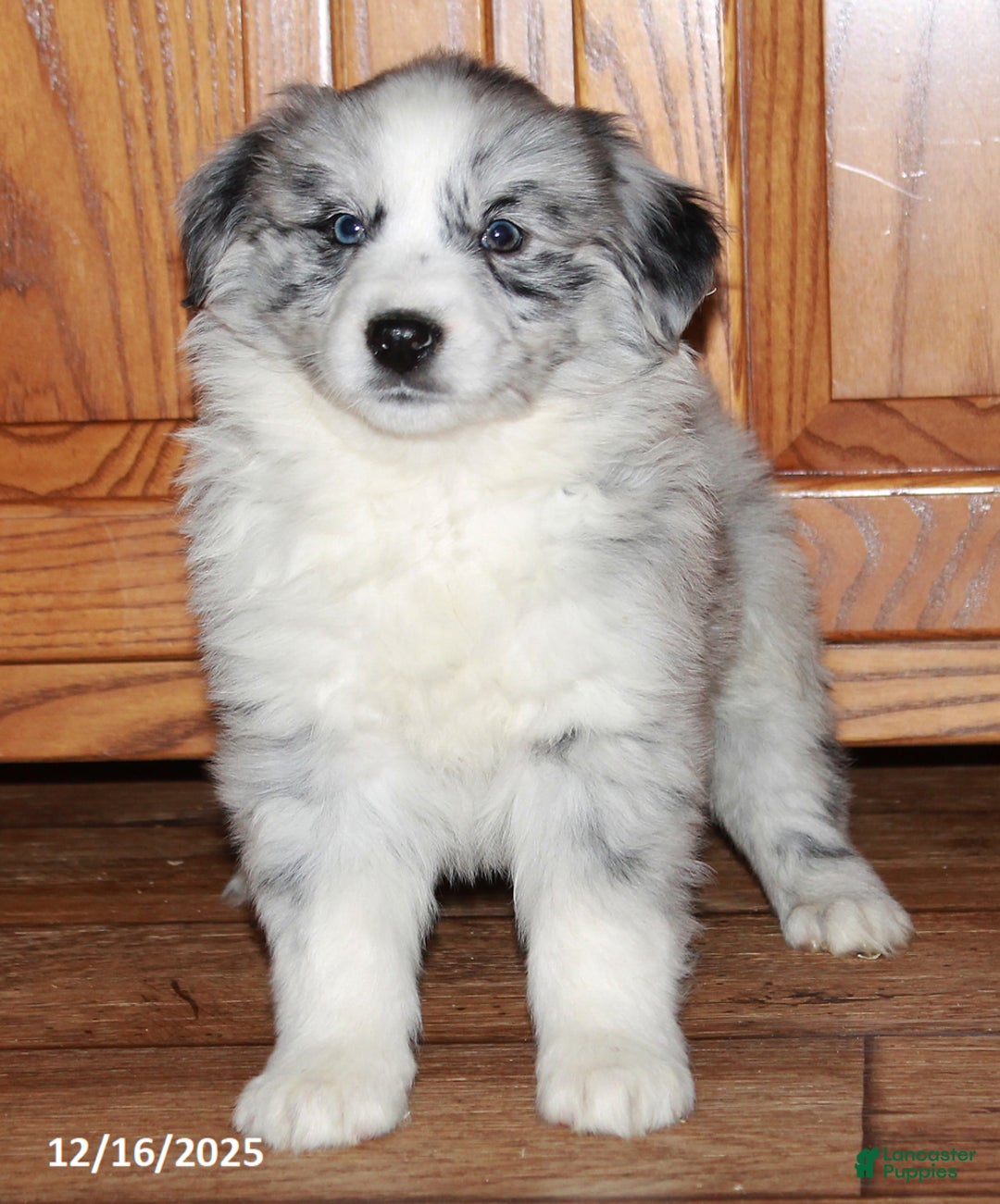 Australian Shepherd dogs for sale: Cathy - Ad 2