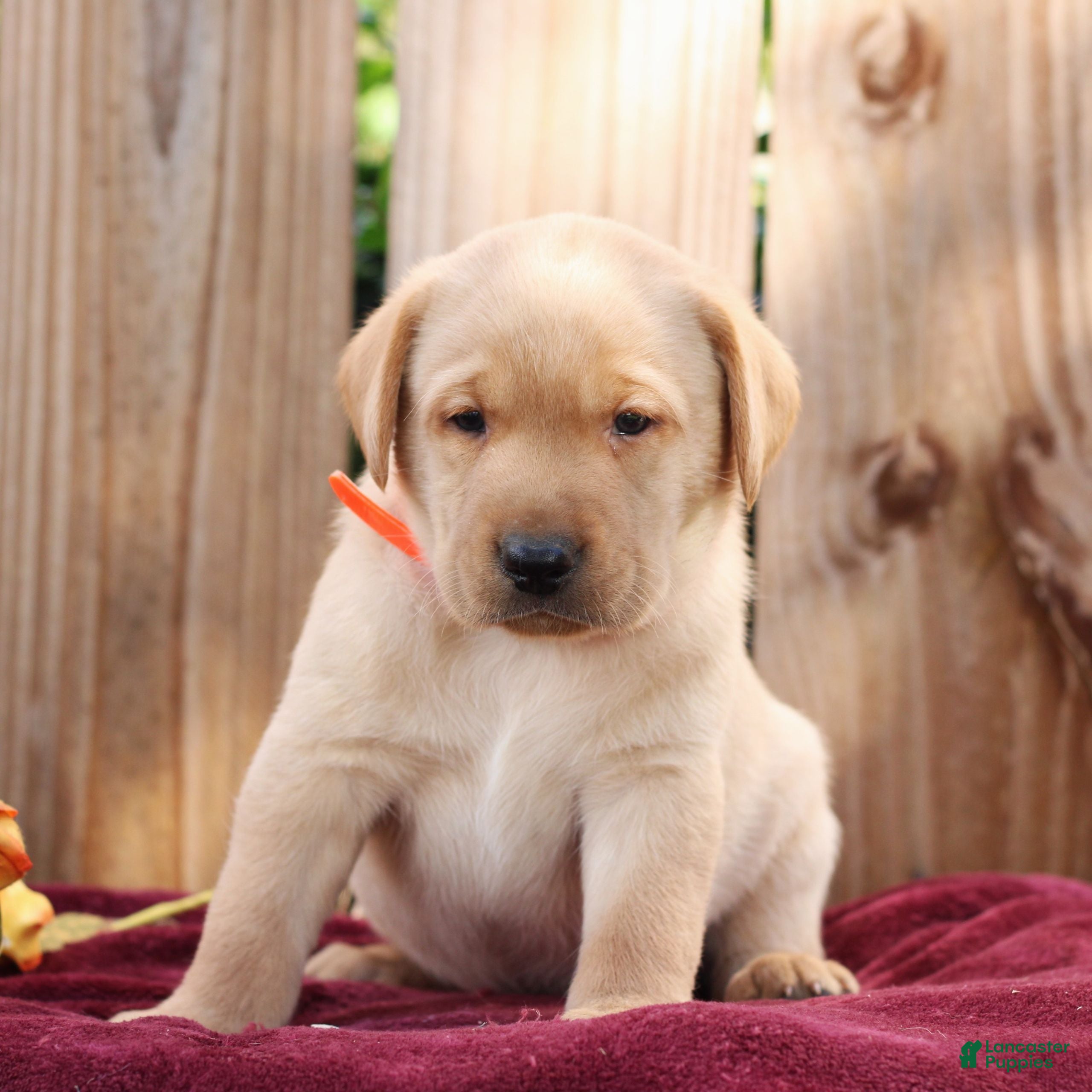 Labrador Retriever dogs for sale: Remi  - Ad 2