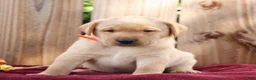 Labrador Retriever dogs for sale: Remi  - Ad 2