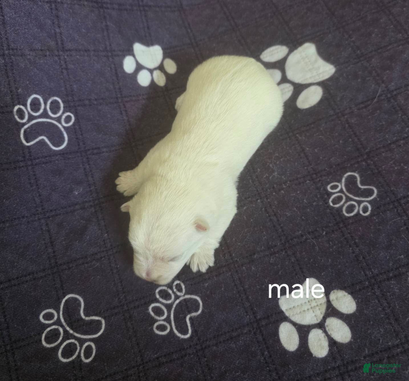 West Highland Terrier dogs Boy is a West Highland Terrier puppy - Ad 1