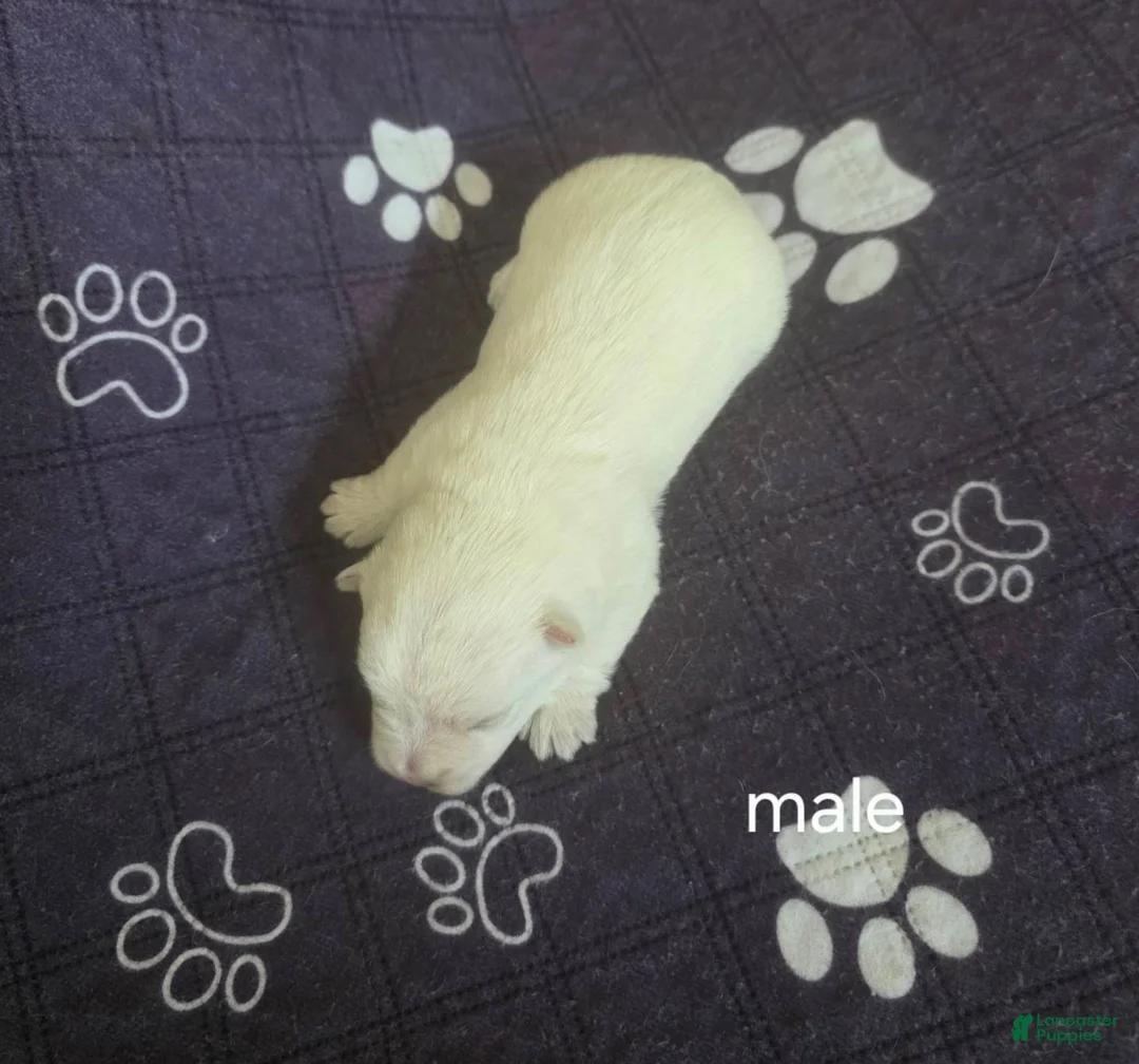 West Highland Terrier dogs for sale: Boy is a West Highland Terrier puppy - Ad 1