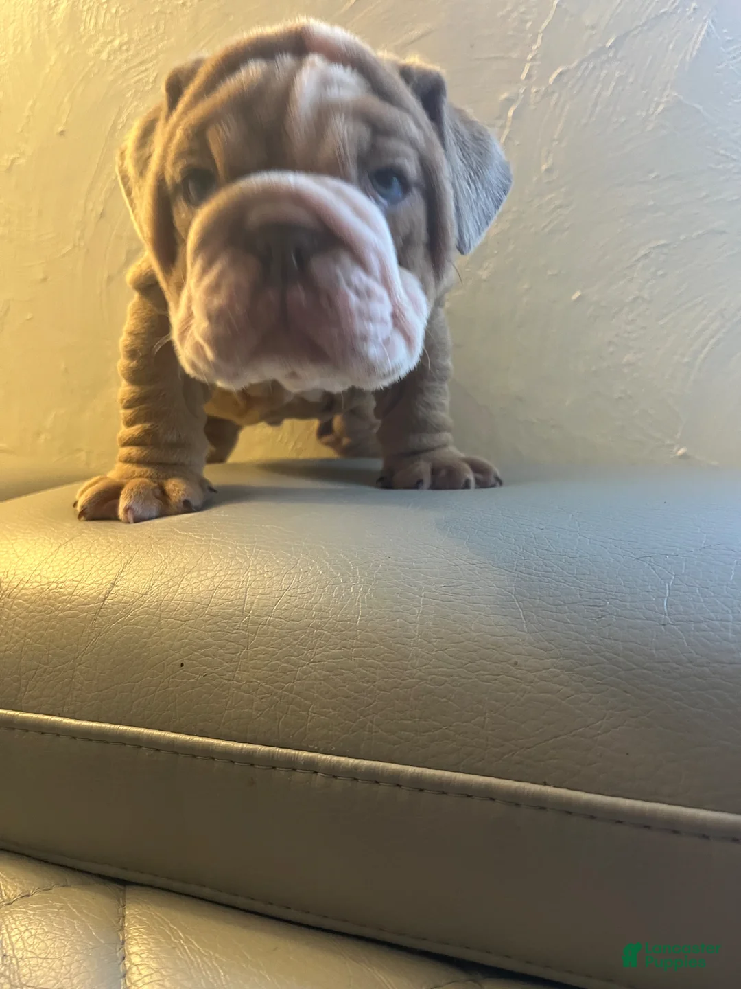 English Bulldog dogs for sale: English Bulldog Puppy 1 - Ad 1