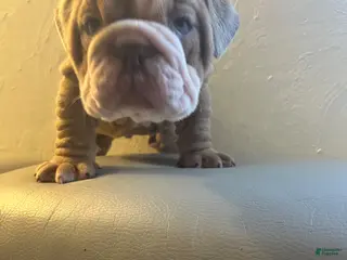 English Bulldog dogs English Bulldog Puppy 1 - Ad 35