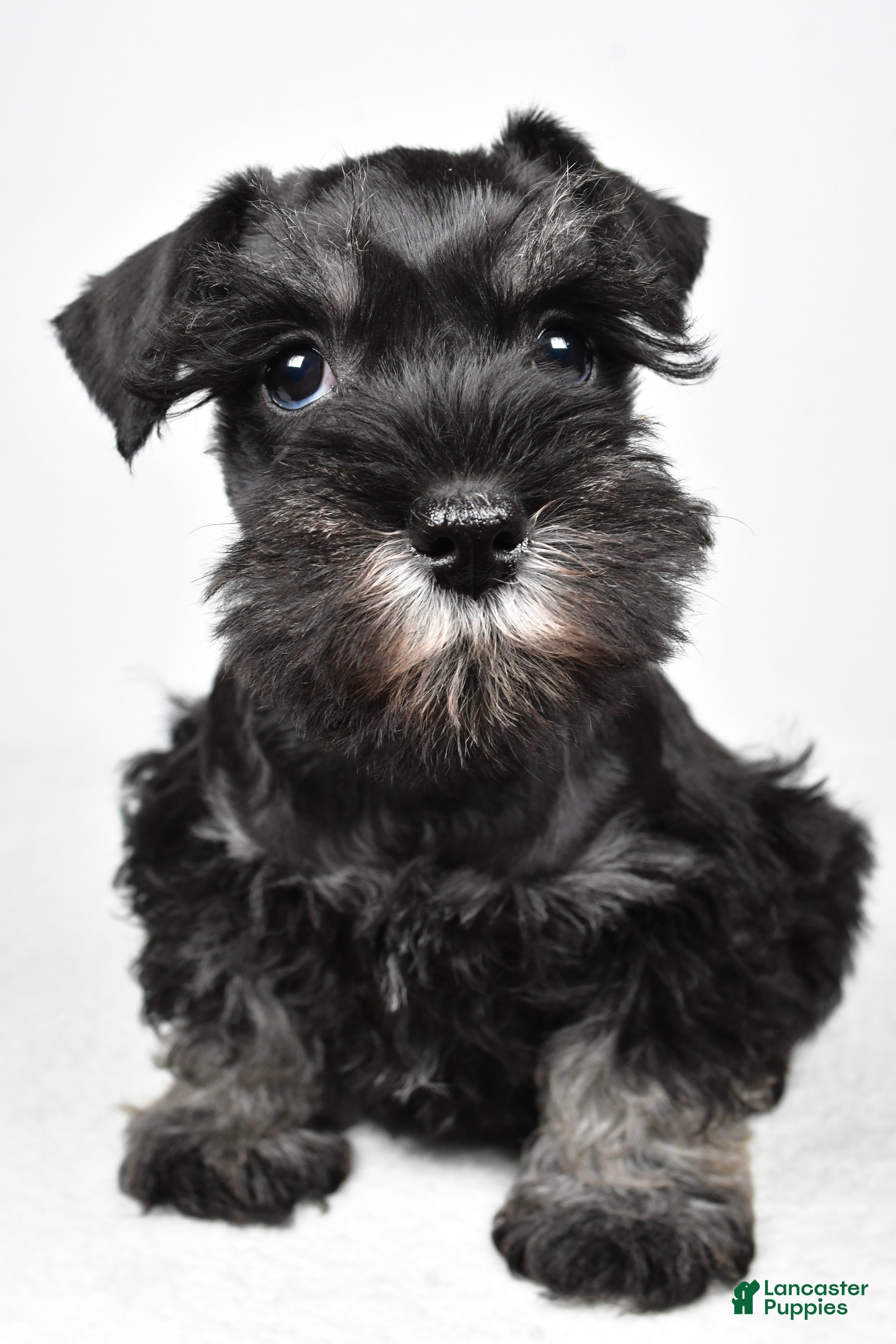 Miniature Schnauzer dogs Jodi - Ad 2