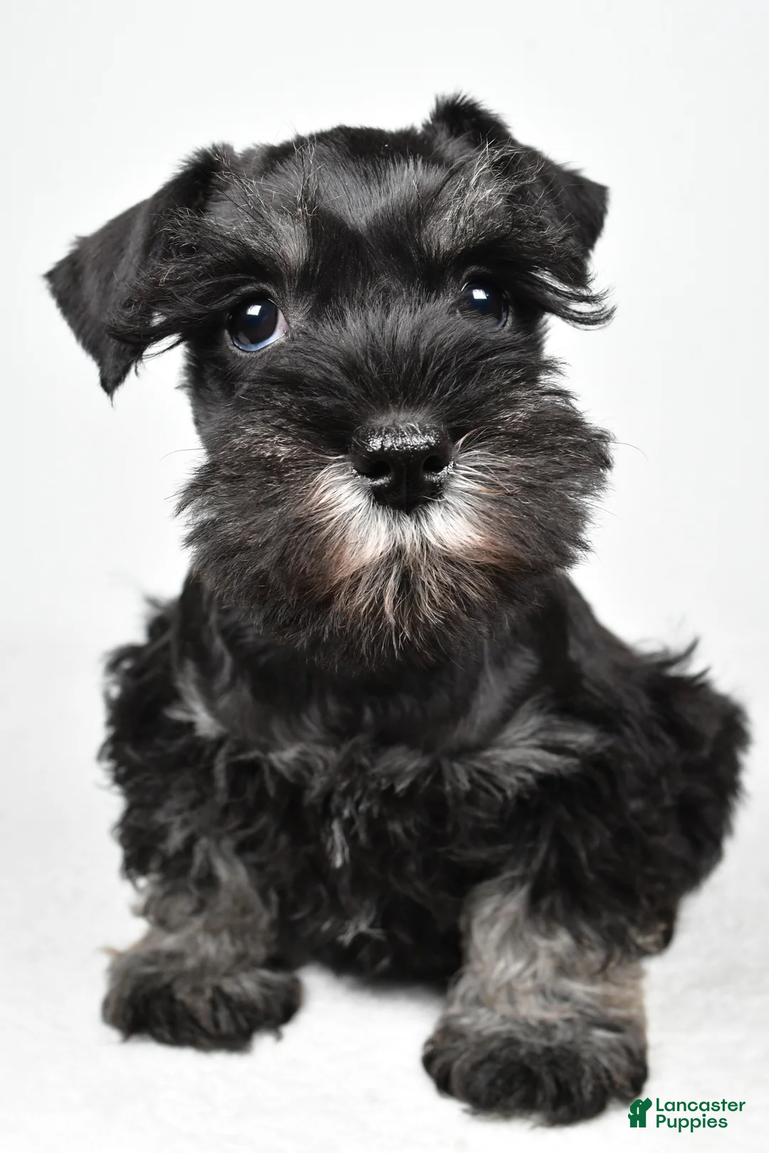 Miniature Schnauzer dogs for sale: Jodi - Ad 2
