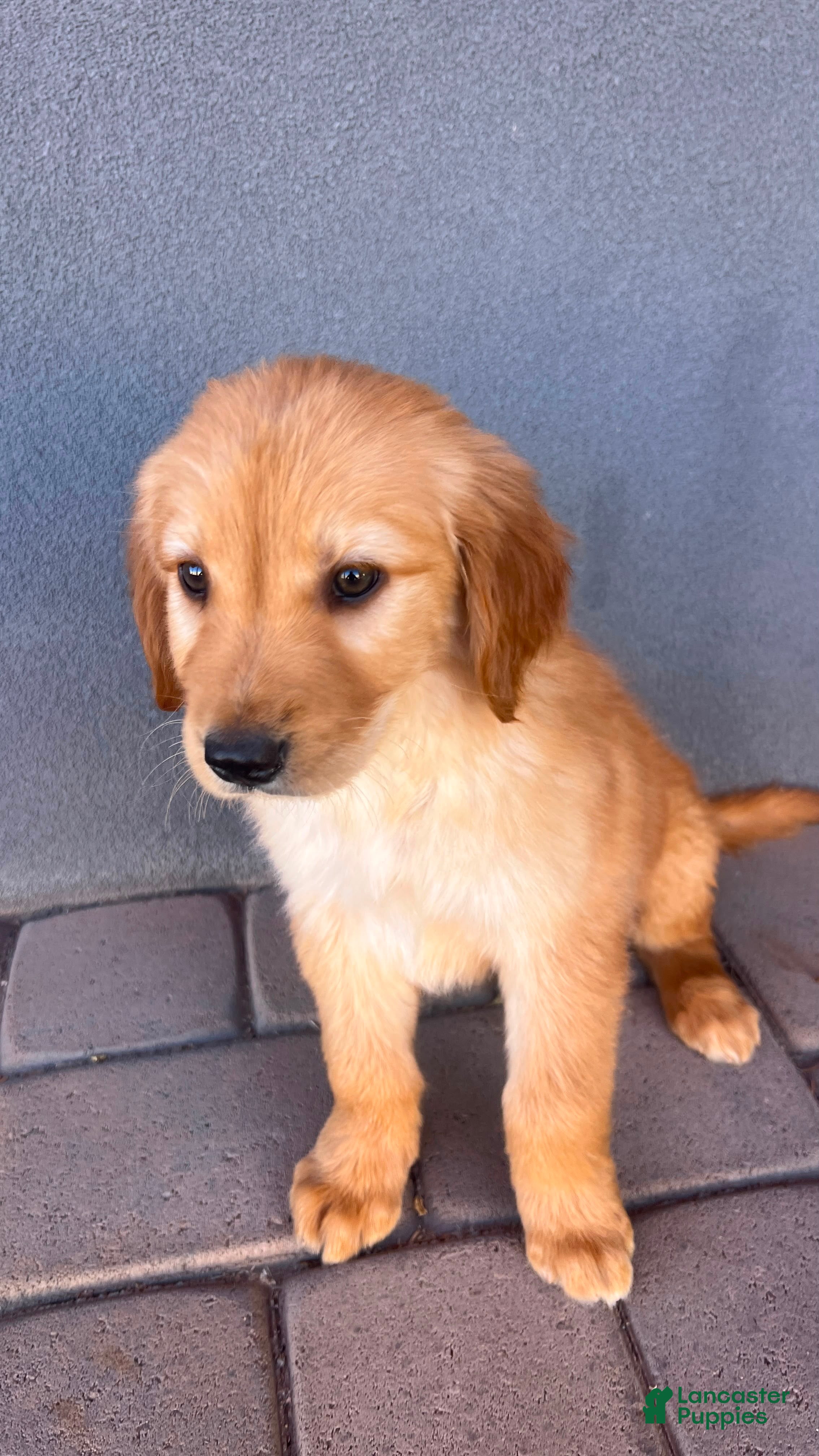 Golden Retriever dogs Golden Retriever 2 - Ad 2
