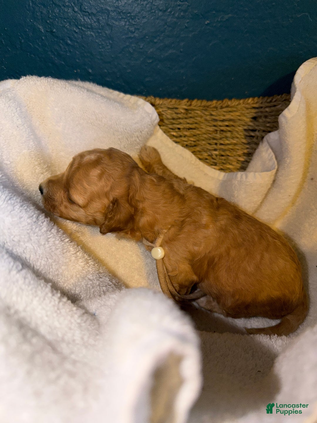 Miniature Poodle dogs for sale: AKC Miniature Poodle Puppy White - Ad 9