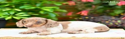 Miniature Dachshund dogs for sale: Abby - Ad 4