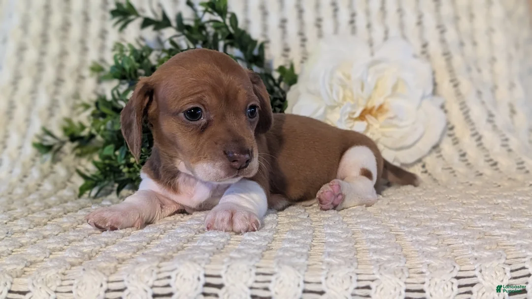 Miniature Dachshund dogs for sale: Zya - Ad 5