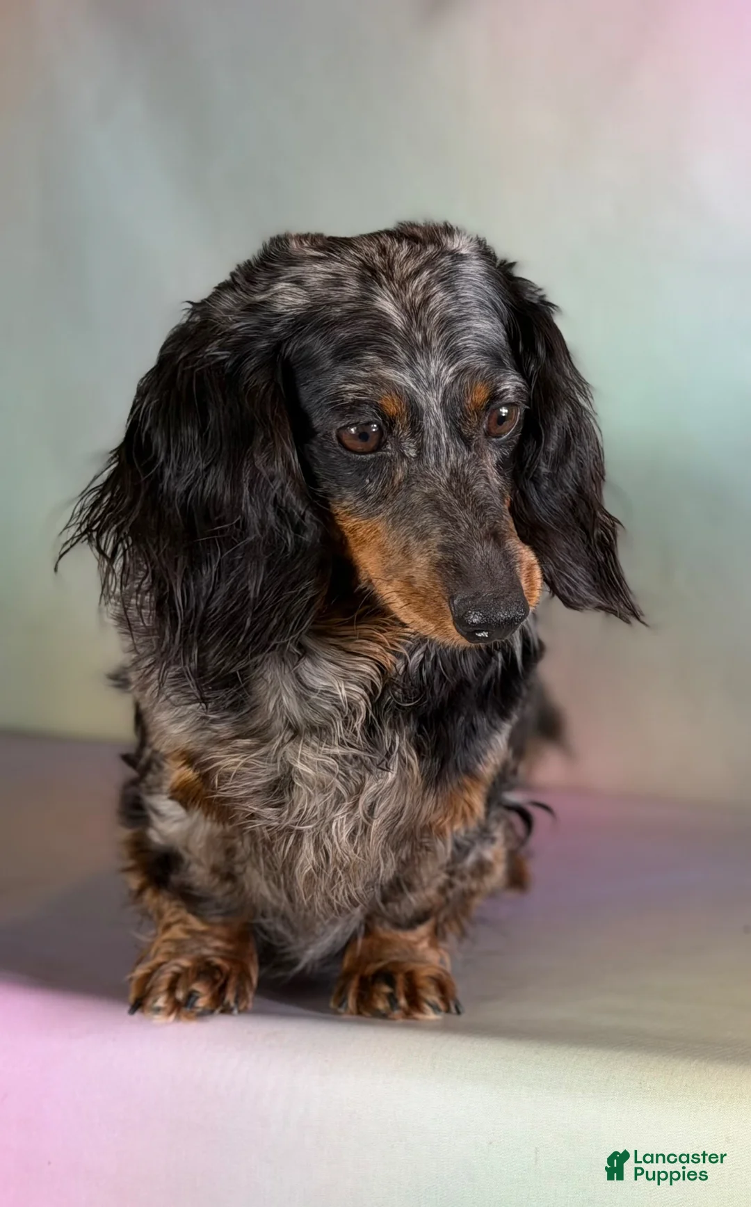 Miniature Dachshund dogs for sale: Paco LH  - Ad 8