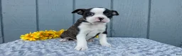 Mixed Breed dogs for sale: Sadie - Ad 4