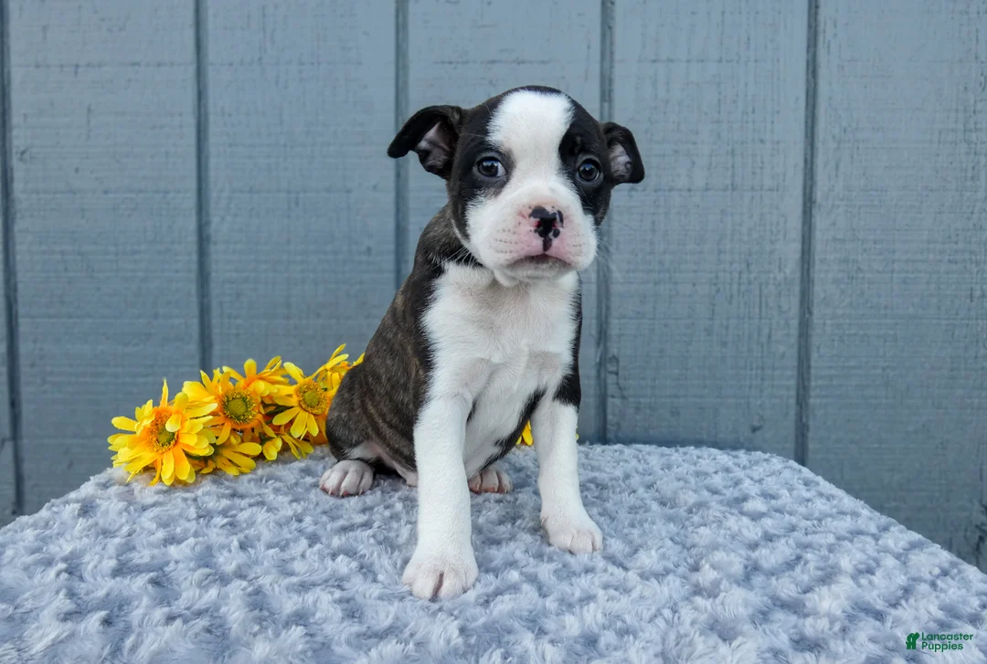 Mixed Breed dogs for sale: Sadie - Ad 4