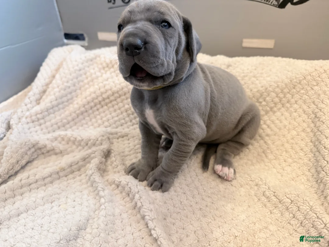 Great Dane dogs for sale: Yellow Great Dane Girl 2 - Ad 1