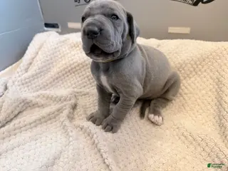 Great Dane dogs for sale: Yellow Great Dane Girl 2 - Ad 3