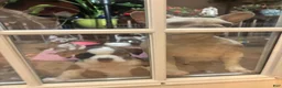 American Bully dogs for sale: Princess  - Ad 3