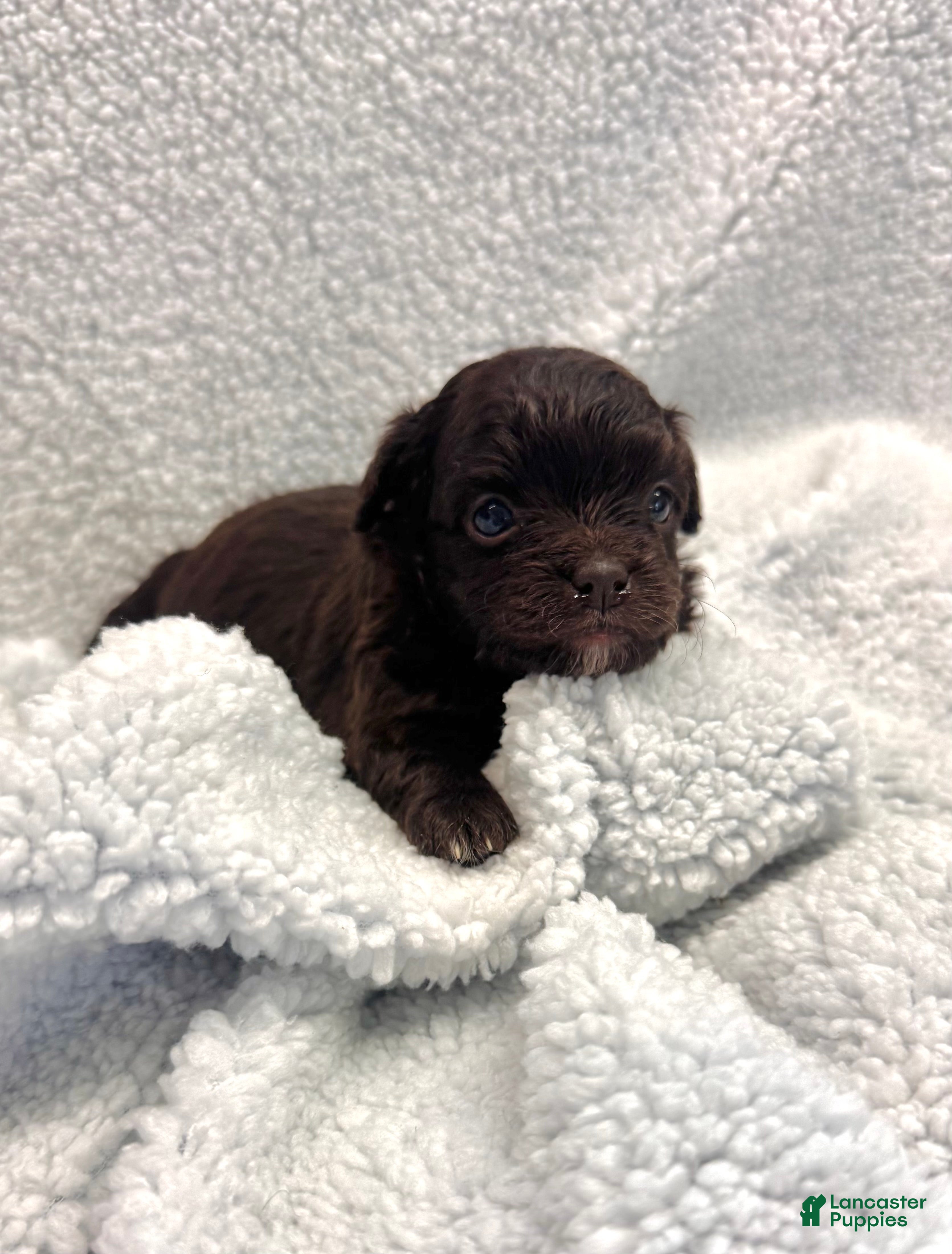 Mixed Breed dogs Mixed Breed Puppy 4 - Ad 2