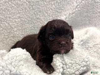 Mixed Breed dogs Mixed Breed Puppy 4 - Ad 2