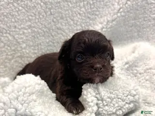 Mixed Breed dogs Mixed Breed Puppy 4 - Ad 1