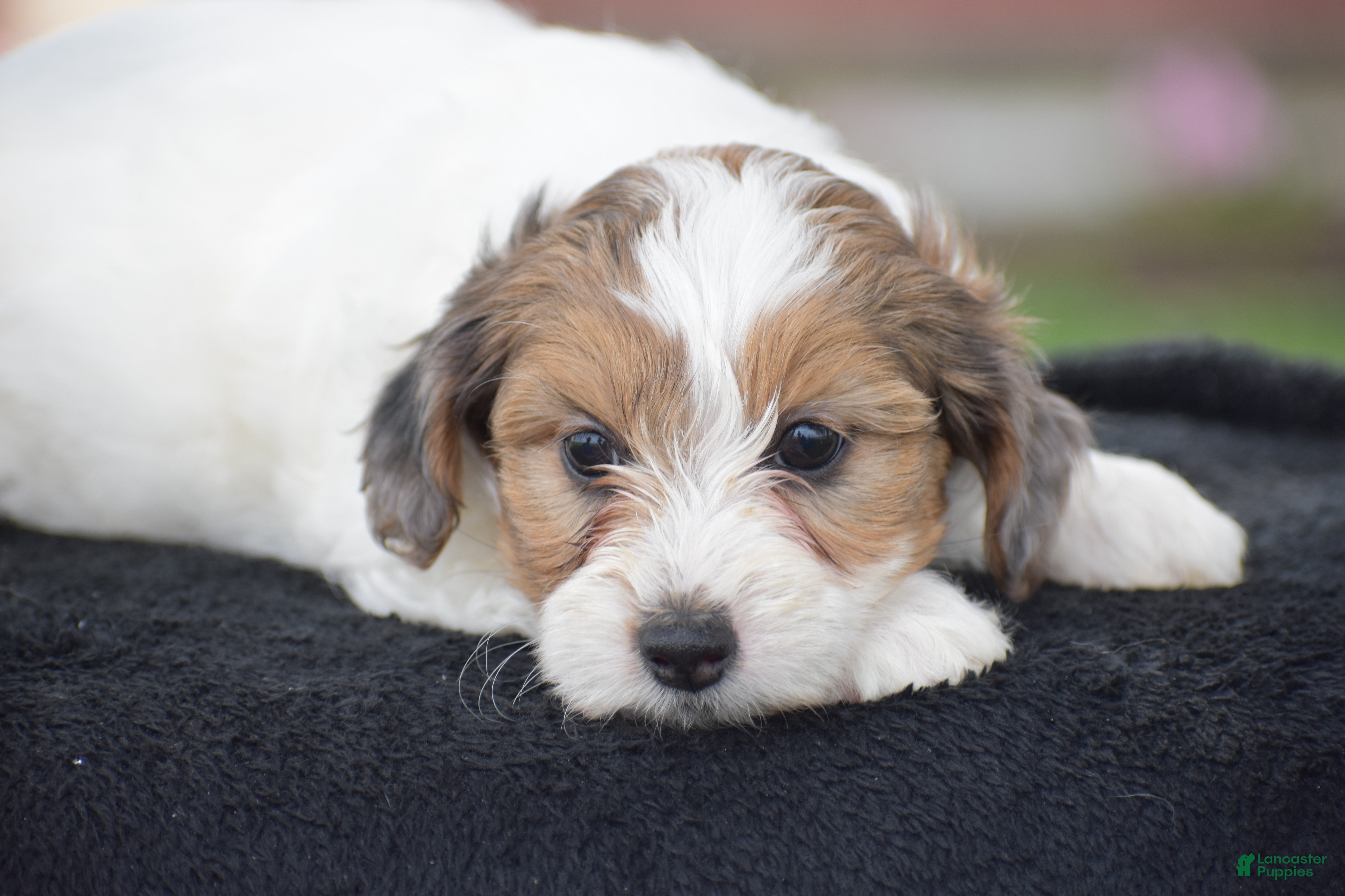 Yorkiepoo dogs Violet - Ad 1